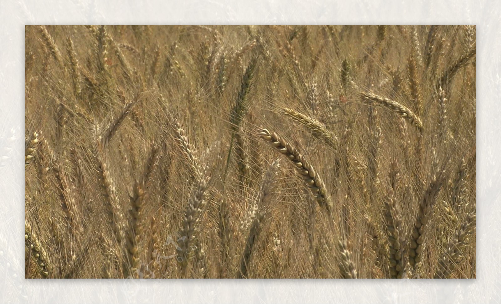 俄勒冈小麦的细节26股票的录像