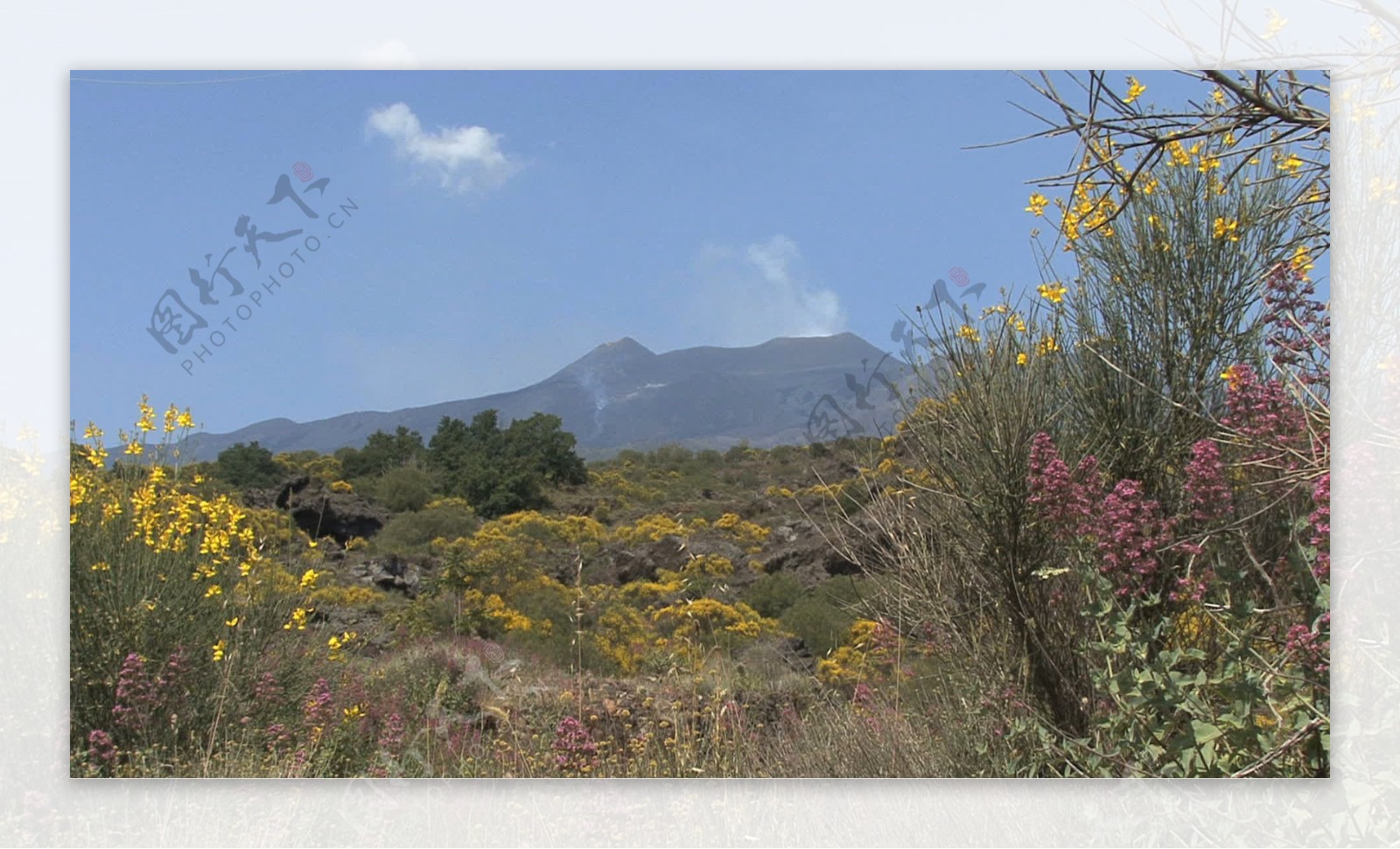 西西里岛的埃特纳火山熔岩和鲜花6股票的录像视频免费下载
