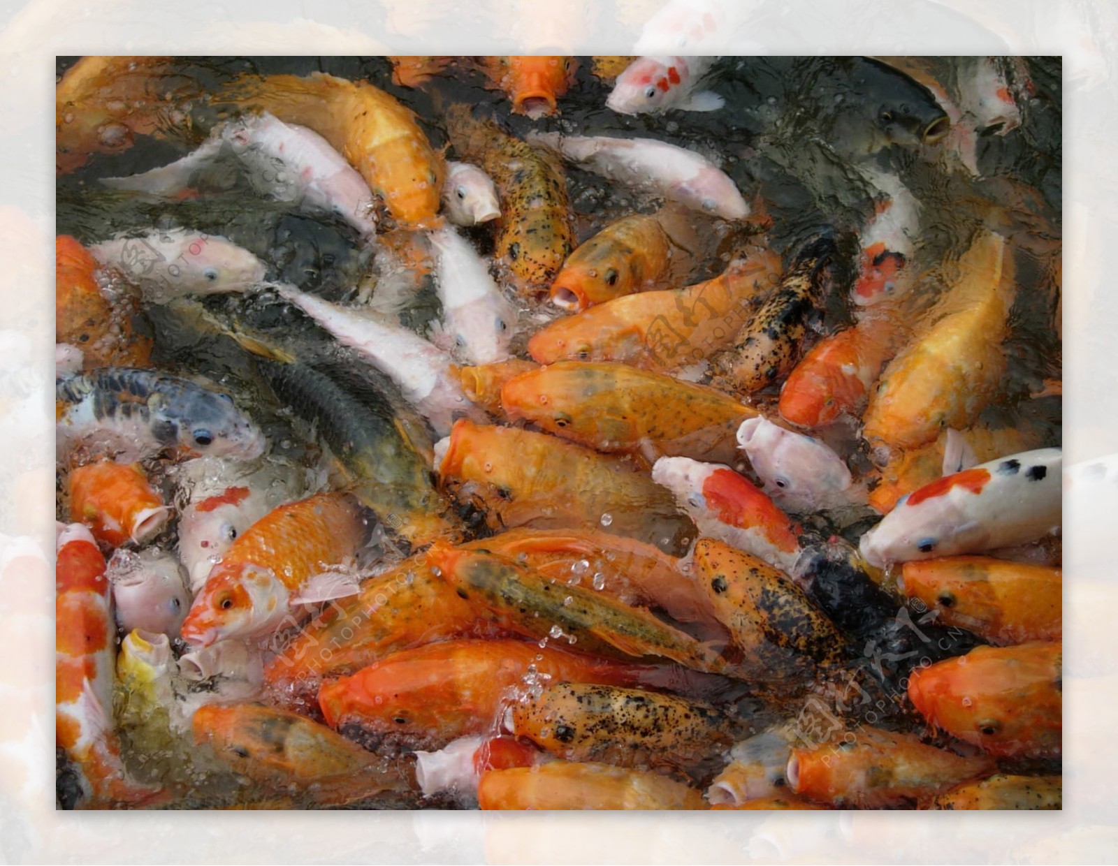 魚群爭食图片