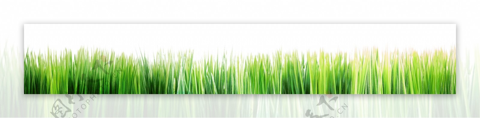 绿色草地自然PSD图