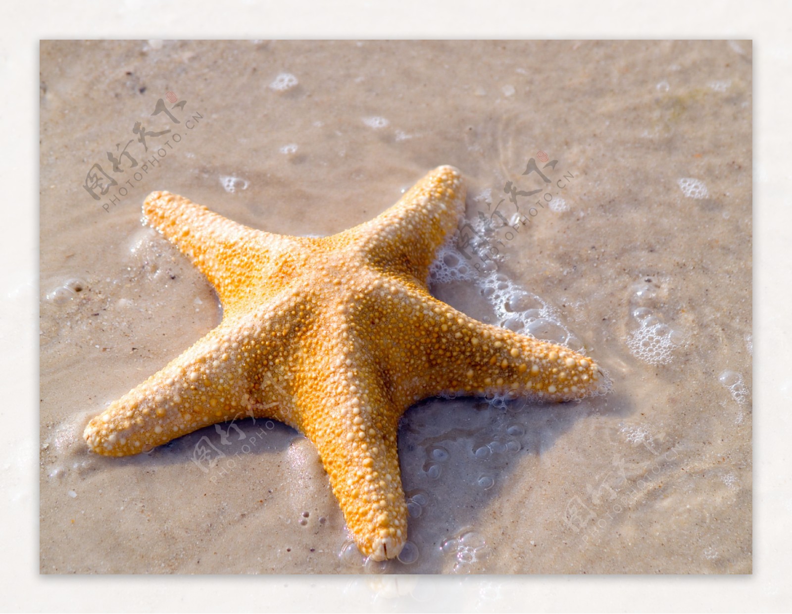 在异国情调的沙滩上的海星