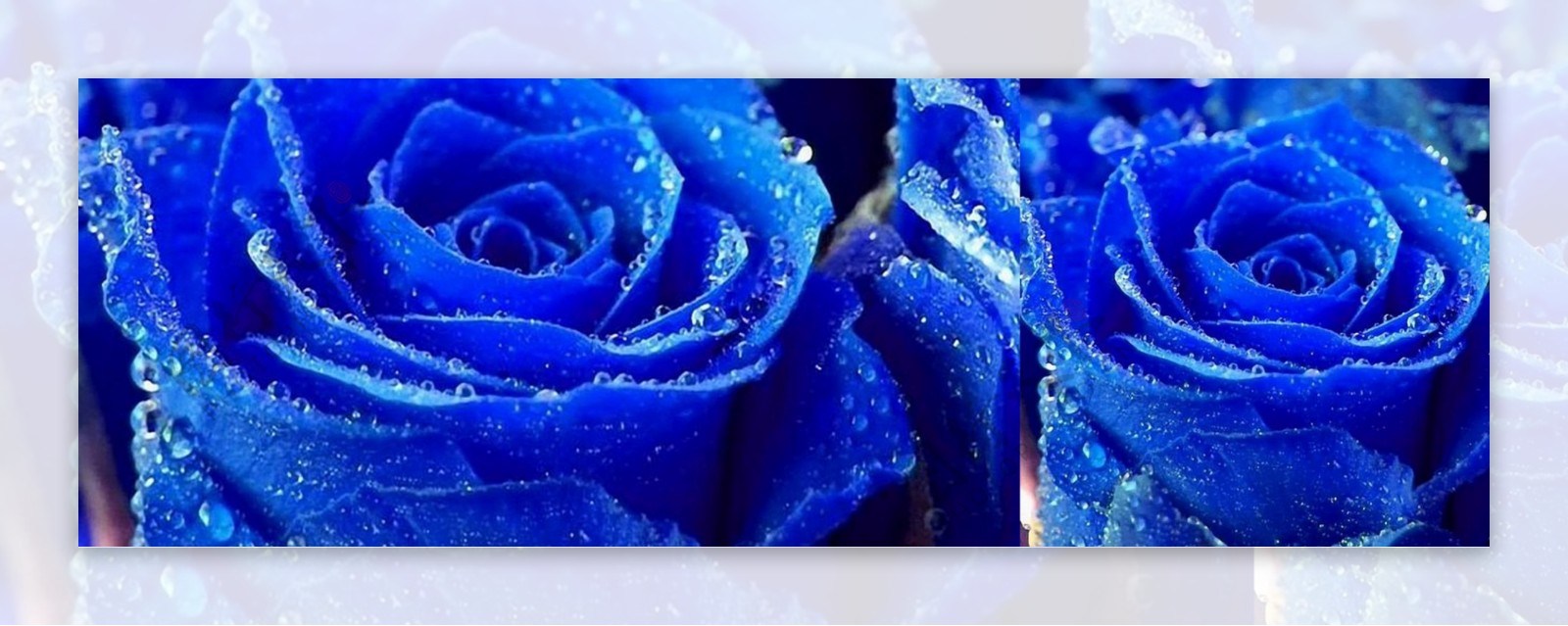 蓝色玫瑰花无框画