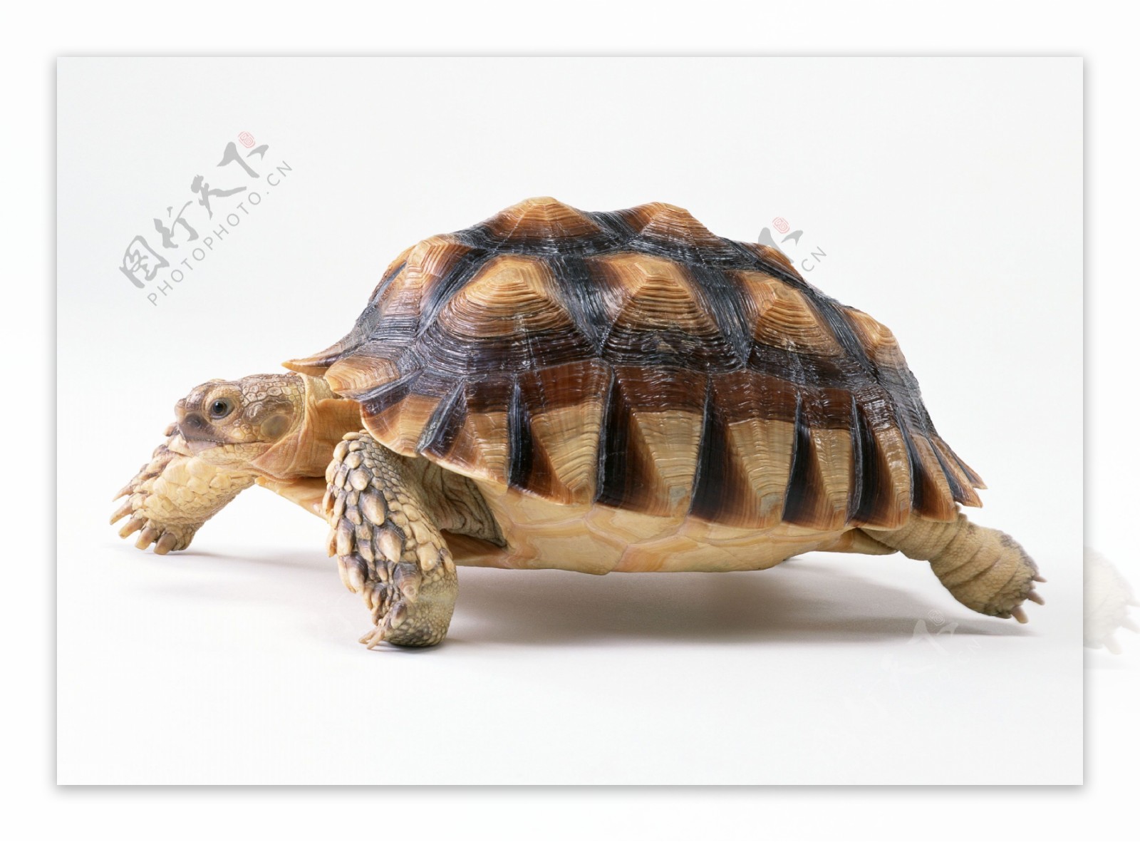 小动物乌龟海龟动物世界千年乌龟王八稀有品种