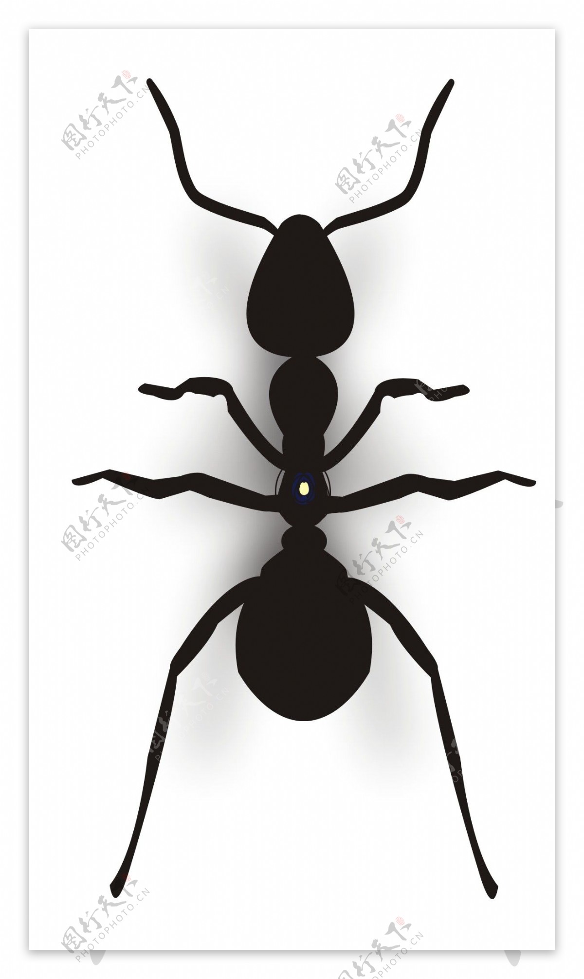 黑色蚂蚁矢量素材CDR