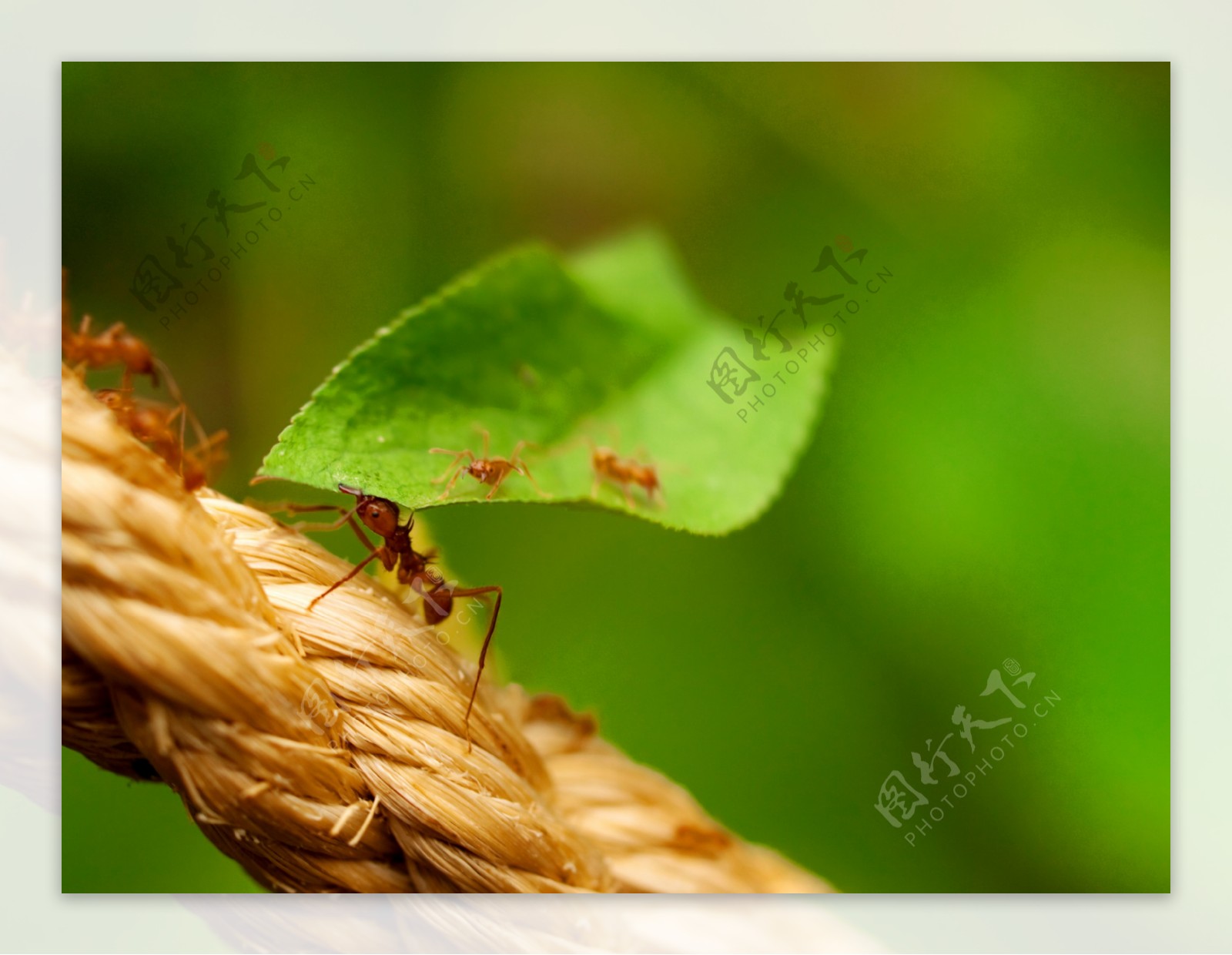 切叶蚁图片