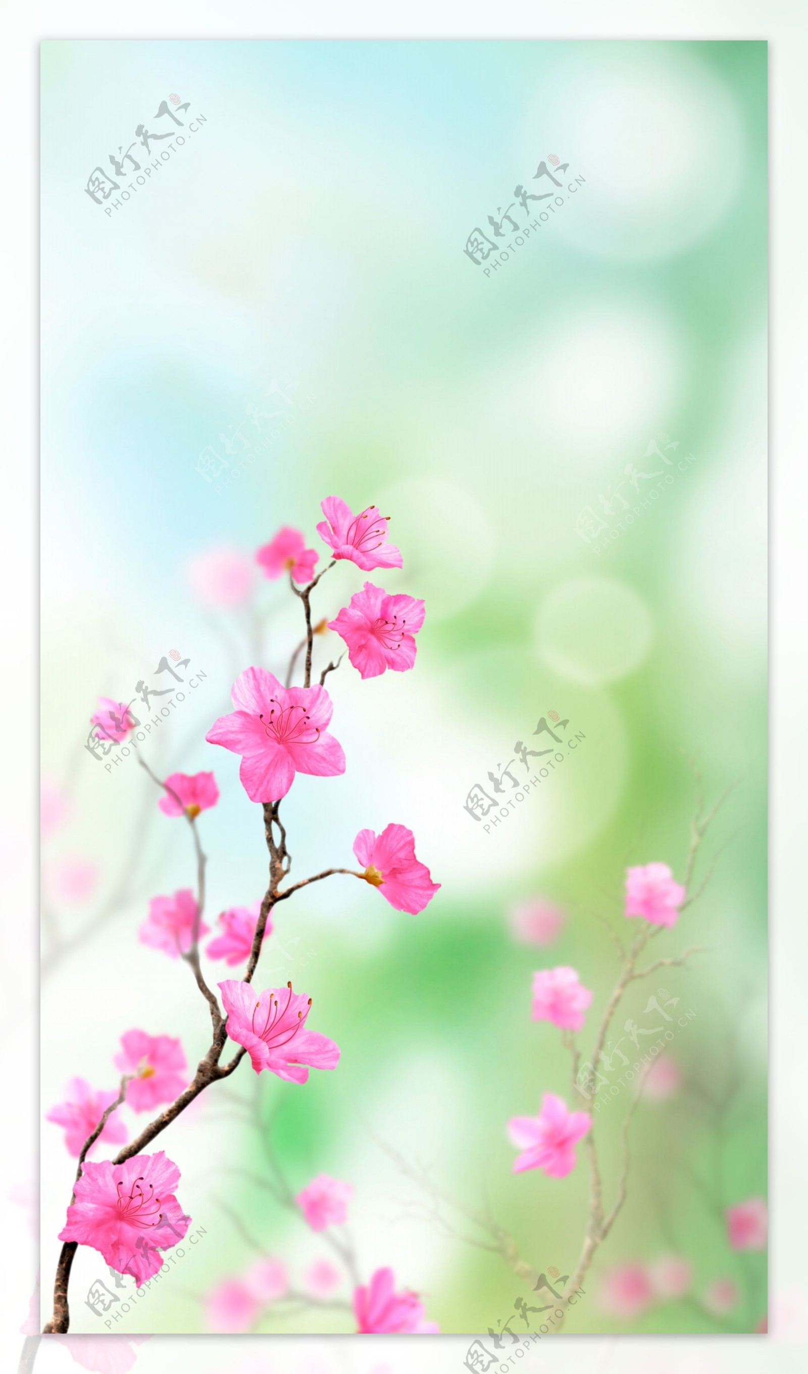 粉色花朵盛开主题图文展示AE模板