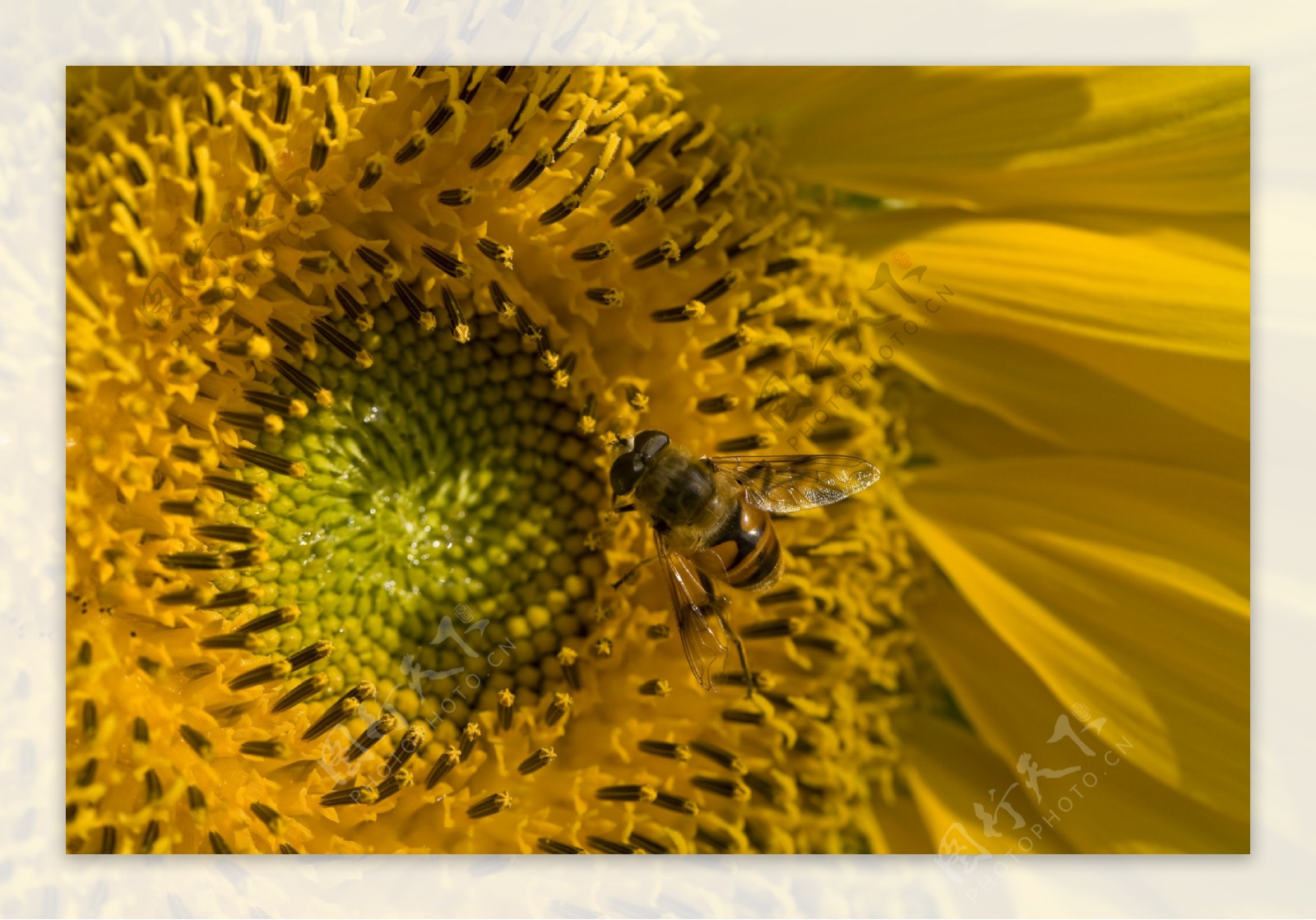 葵花蜜蜂图片