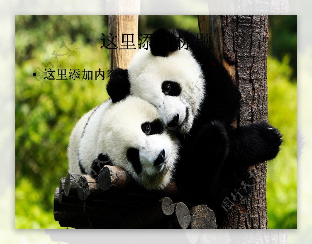 憨态可掬的国宝大熊猫9