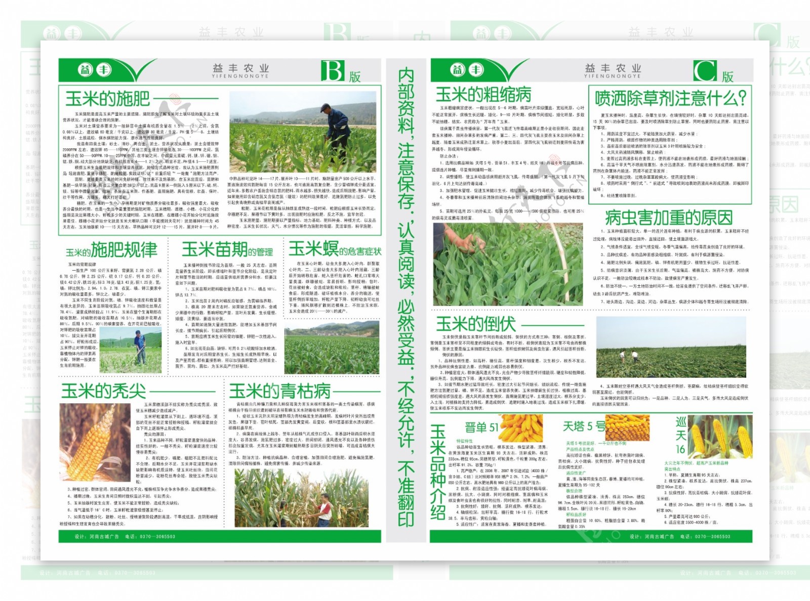 农业玉米报纸模板图片