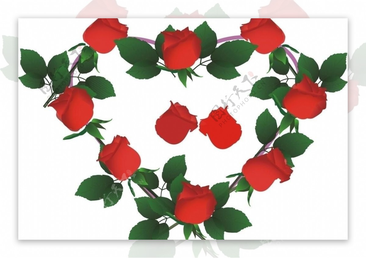 玫瑰红花图片