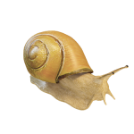 3D蜗牛模型