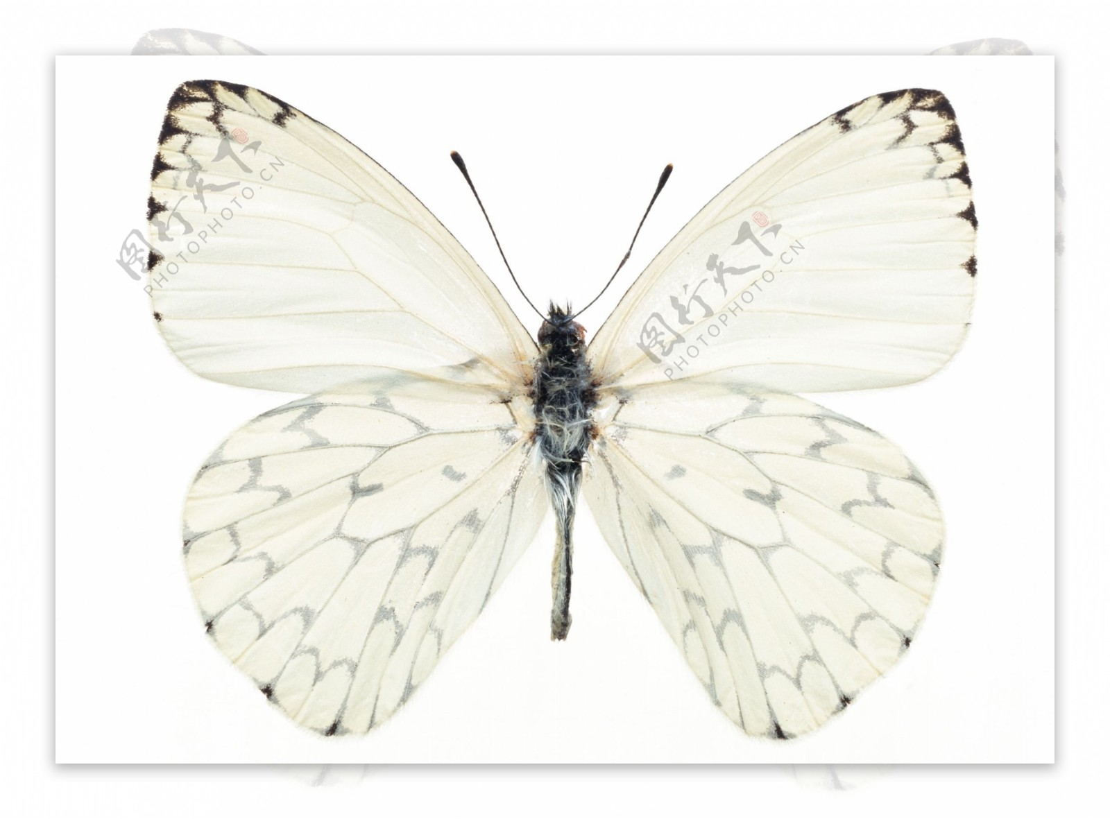 白色黑斑边蝴蝶图片