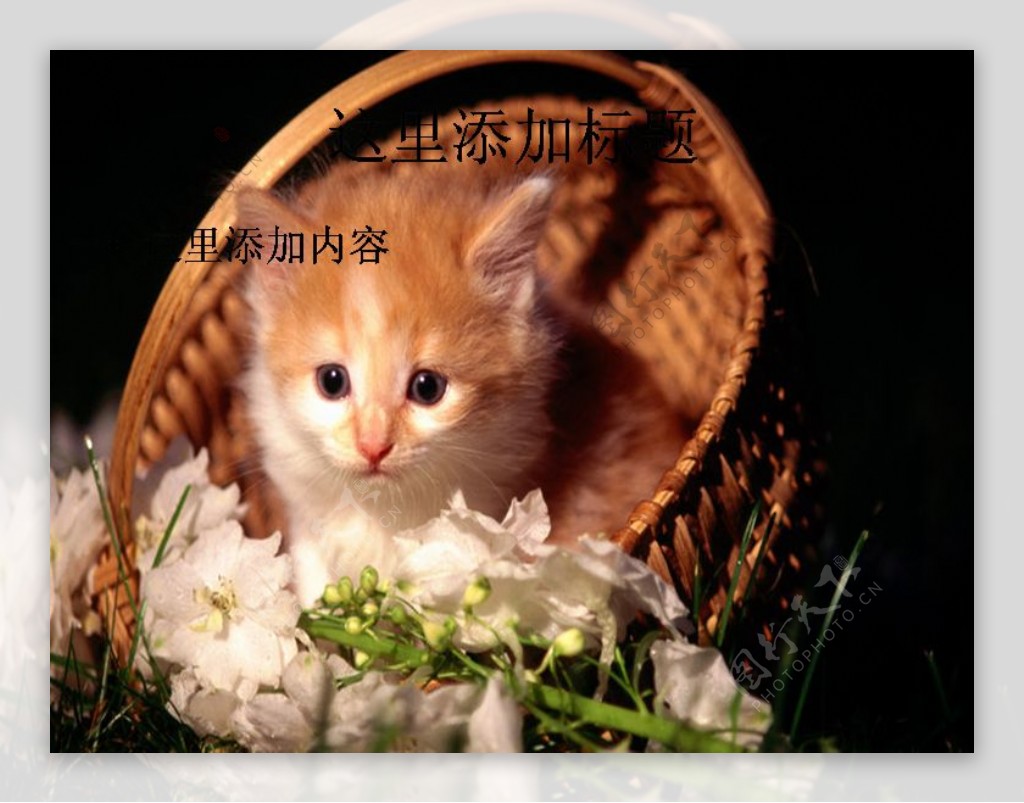 电脑ppt封面可爱小猫咪萌宠背景图片5