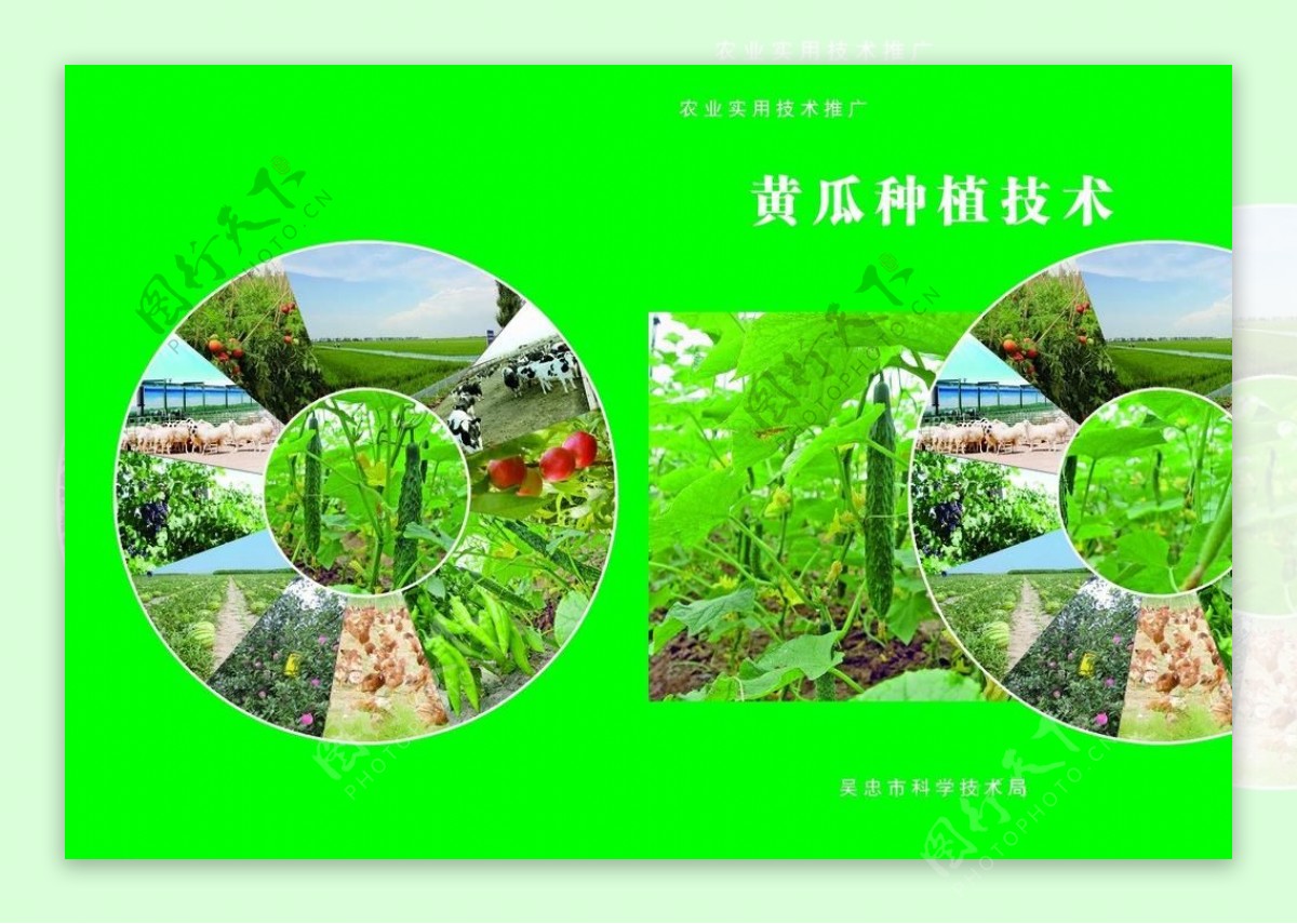 黄瓜种植技术图片