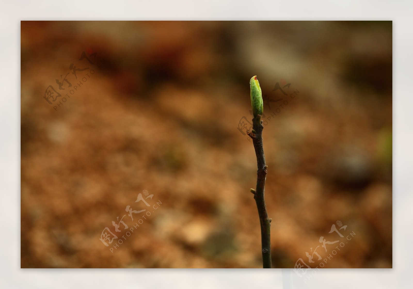 春天嫩芽发芽植物土壤摄影图配图高清摄影大图-千库网