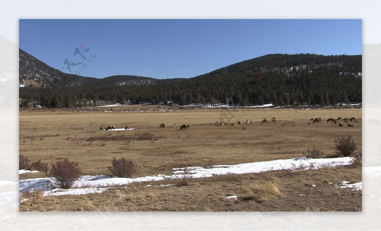 科罗拉多麋鹿石机器翻译国家公园的1股的录像视频免费下载