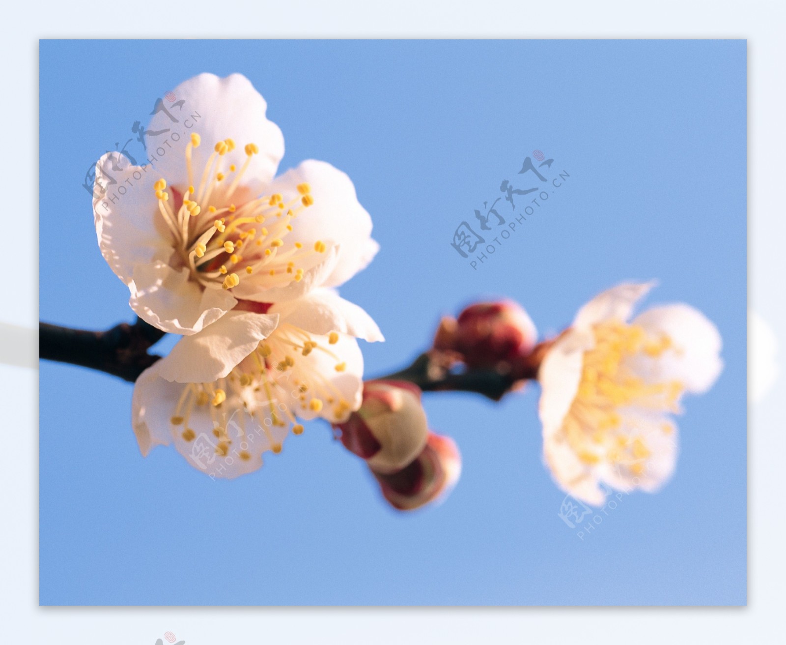 春暖花开春天百花争艳桃花桃树花苞花朵枝头花枝花蕊盛开广告素材大辞典