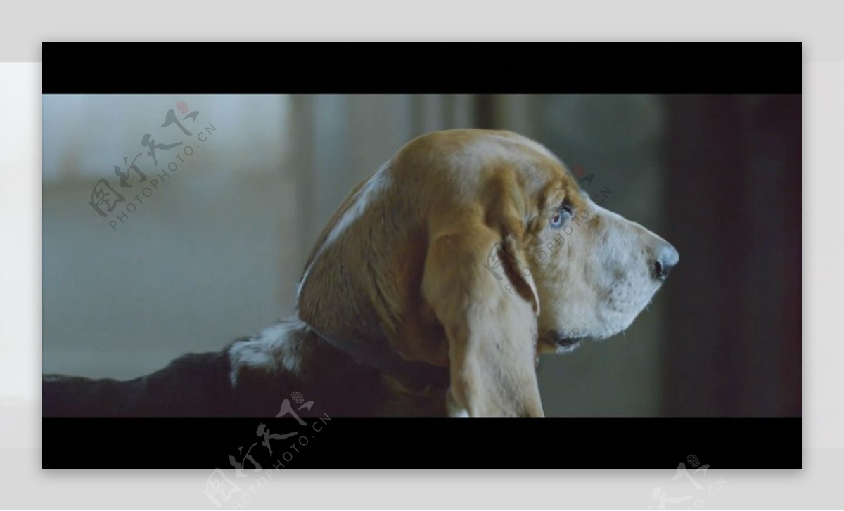 Freeman广告狗狗视频素材