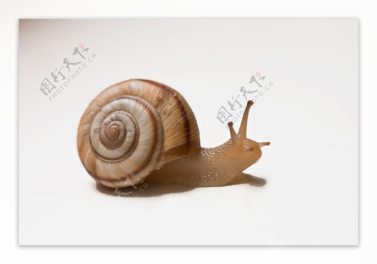 正午的蜗牛图片