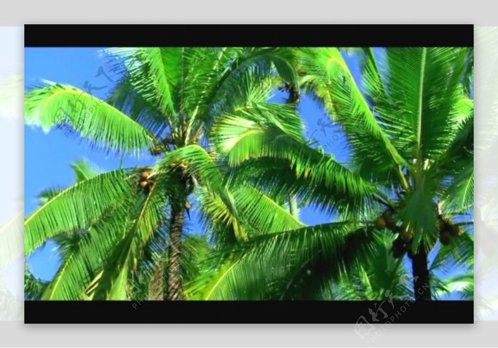 椰树视频素材模板下载