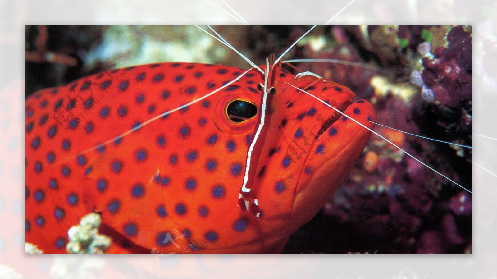 海底大海深海碧海海水礁石珊瑚海藻鱼群生物神秘广告素材大辞典