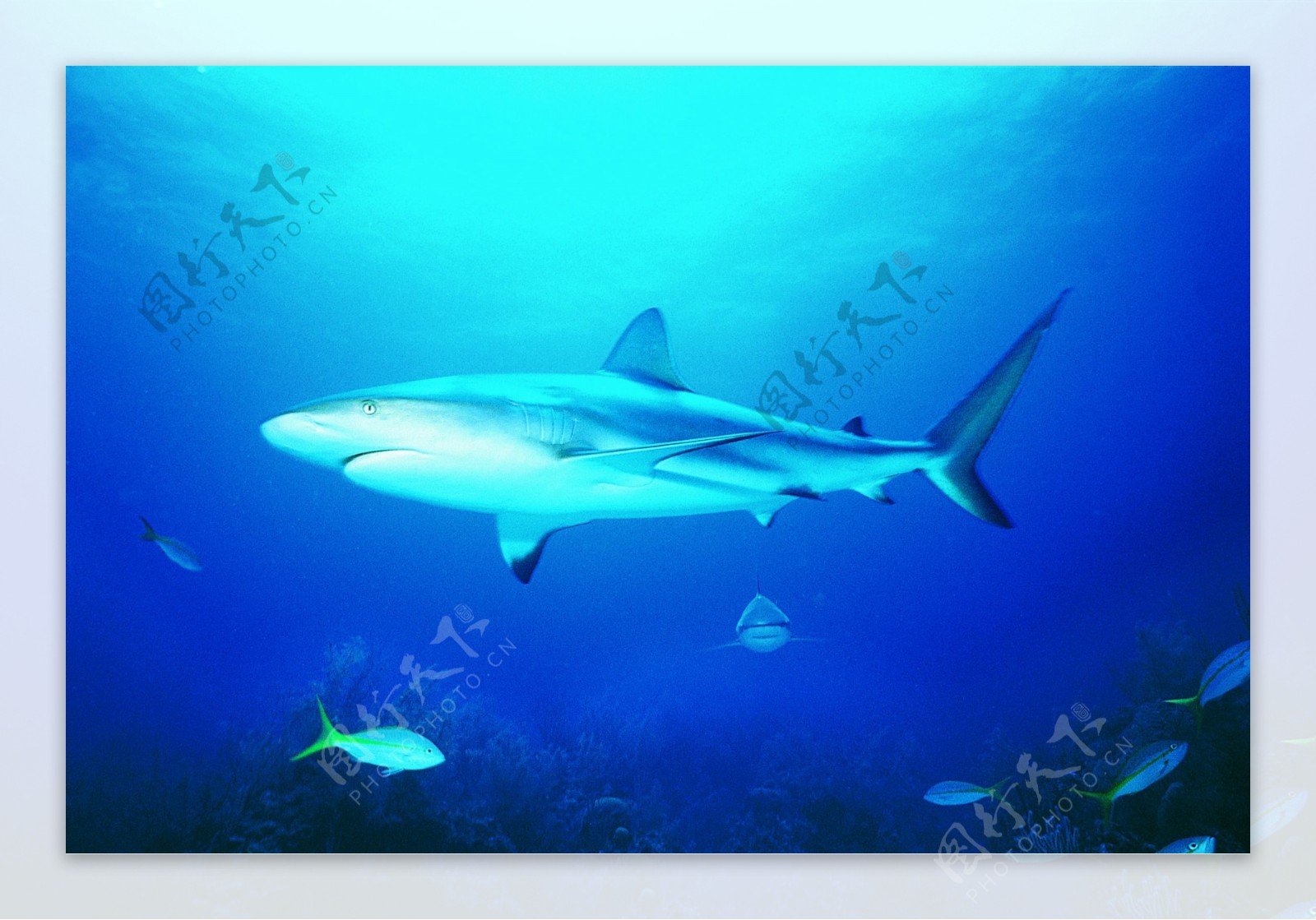 马尔代夫珊瑚礁图片素材_免费下载_jpg图片格式_VRF高清图片500413396_摄图网