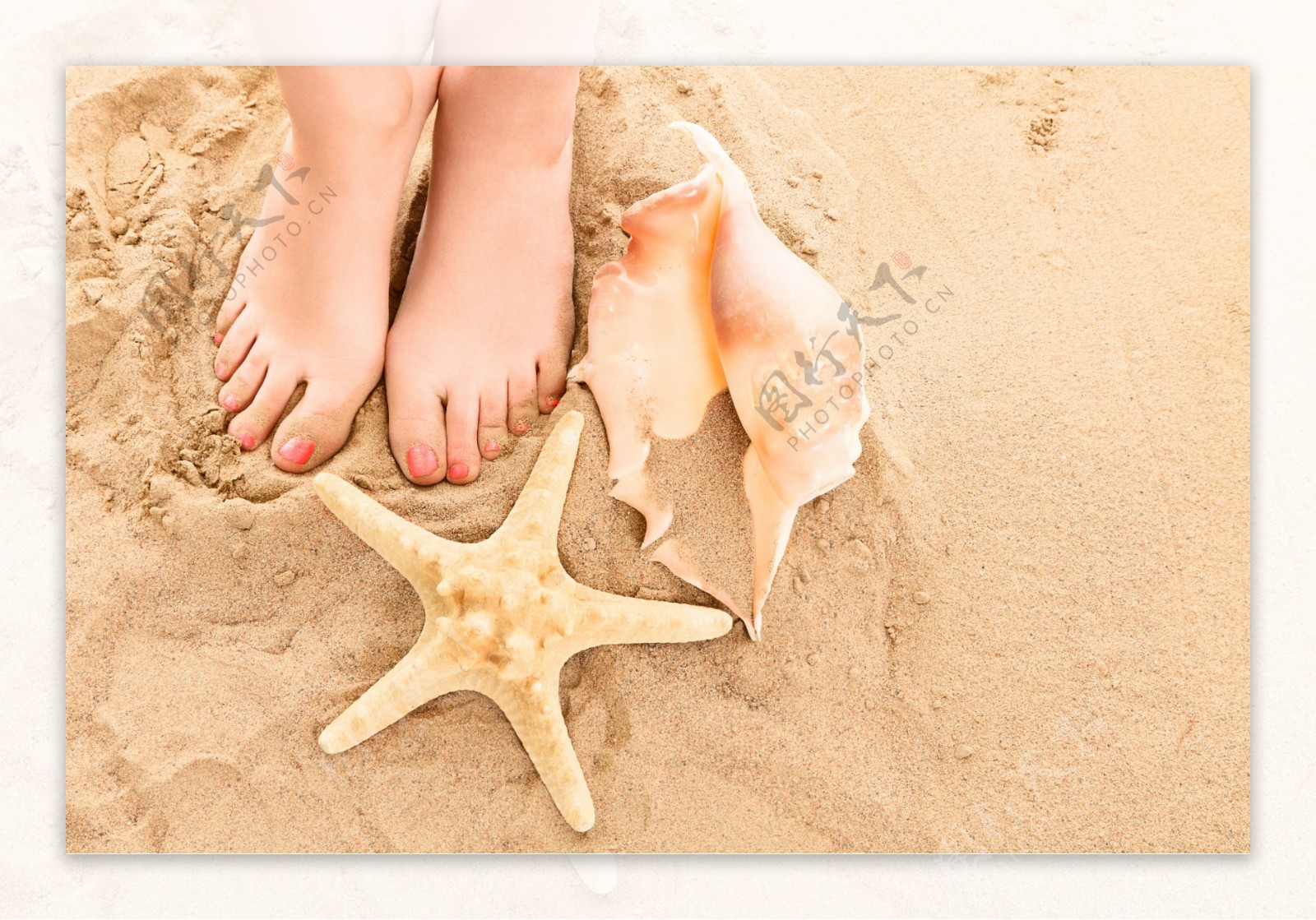 沙滩脚丫贝壳海星图片