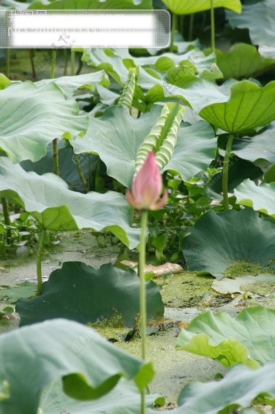 荷花荷叶池溏