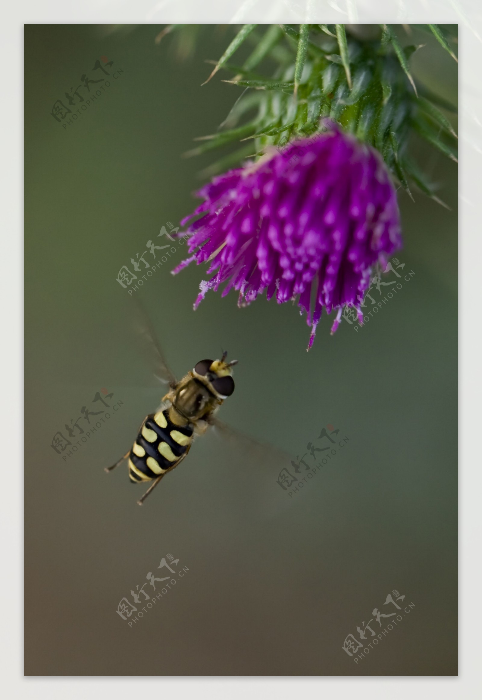 蜂与花图片