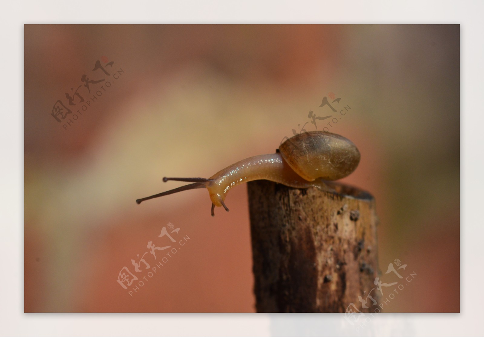 蜗牛小蜗牛图片