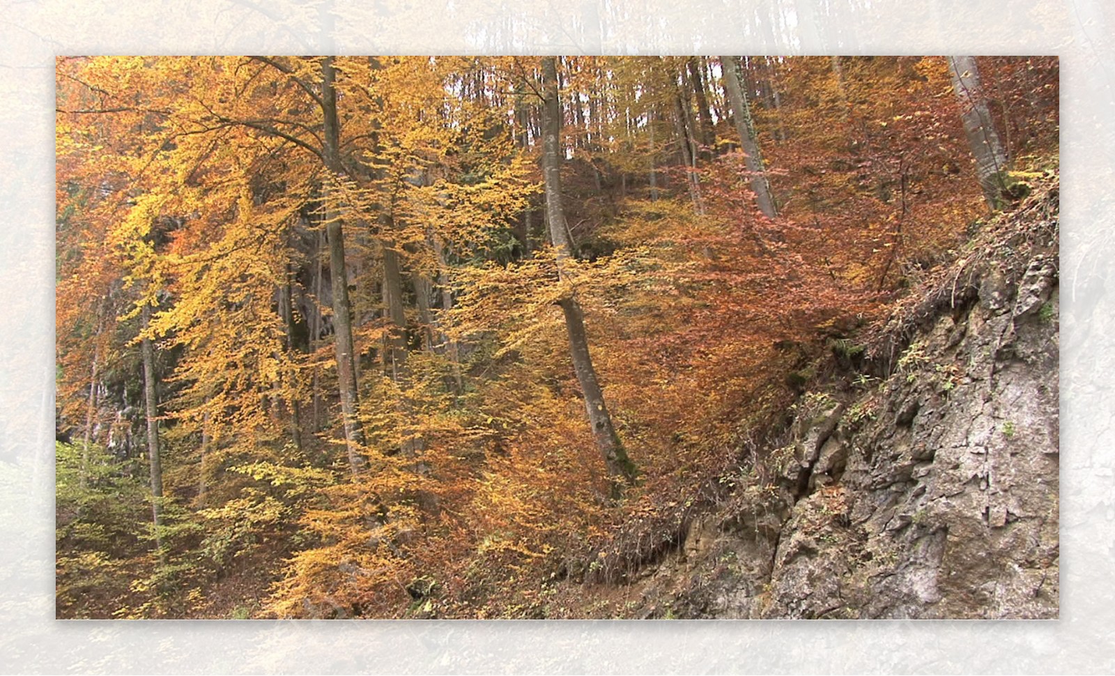 秋天的森林山坡股票视频视频免费下载