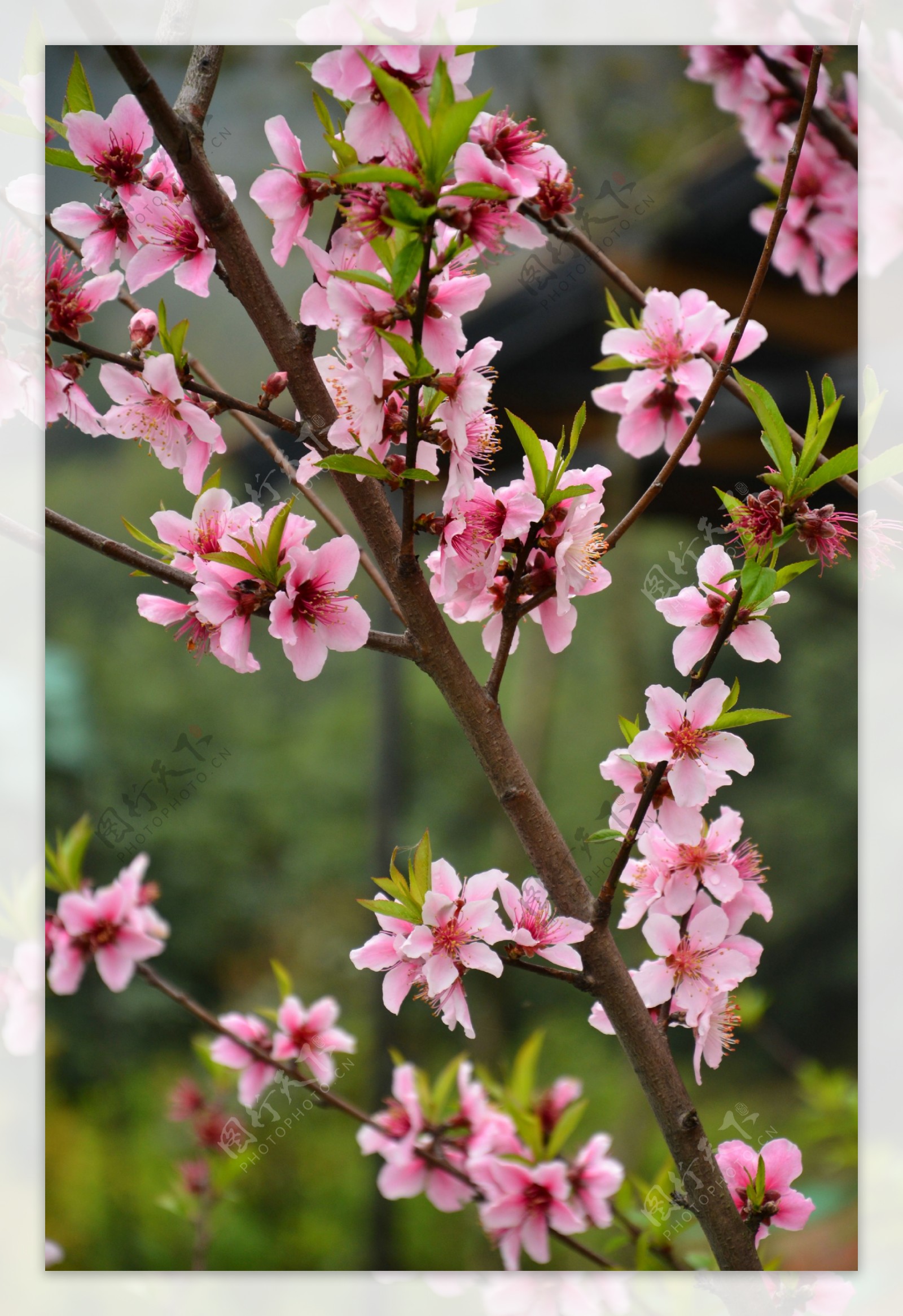 桃花图片