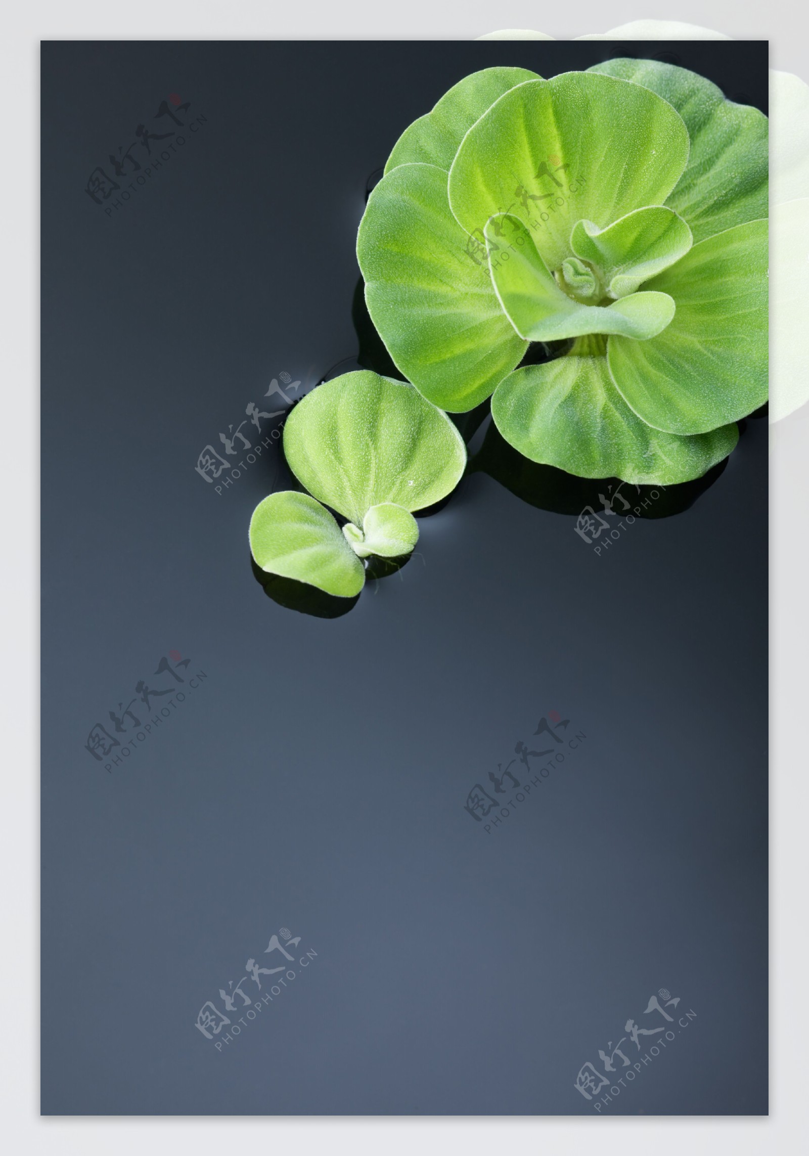 高清水中植物图片素材