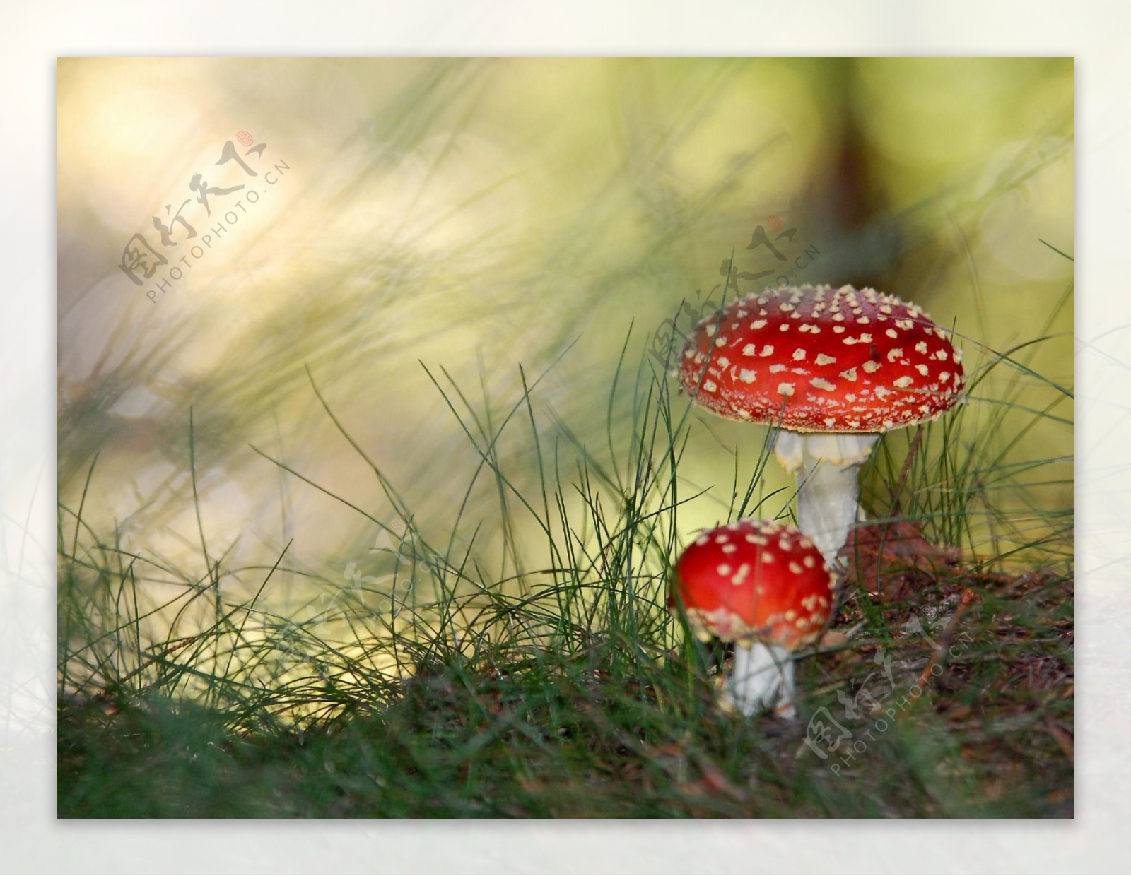 色彩艳丽的有毒蘑菇