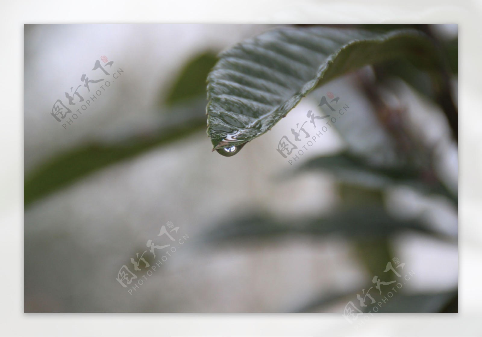 水珠树叶图片
