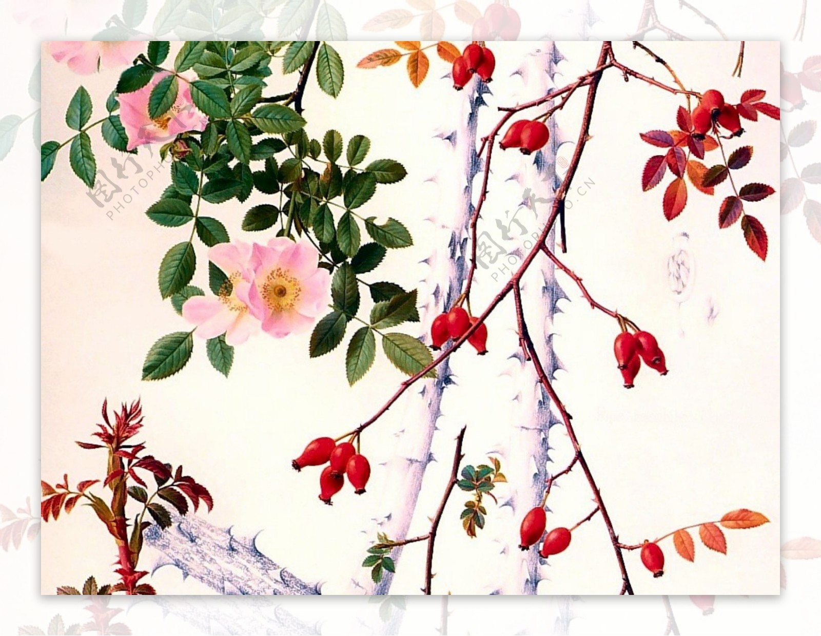 手绘春季花卉玫瑰枝条图片