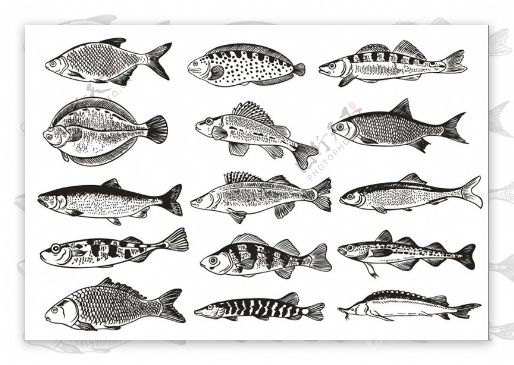 德国鱼单色插图矢量