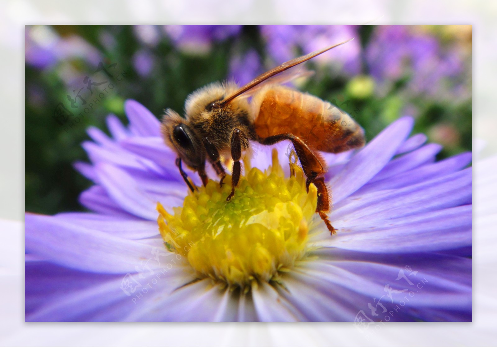 蜜蜂图片素材-编号39950005-图行天下