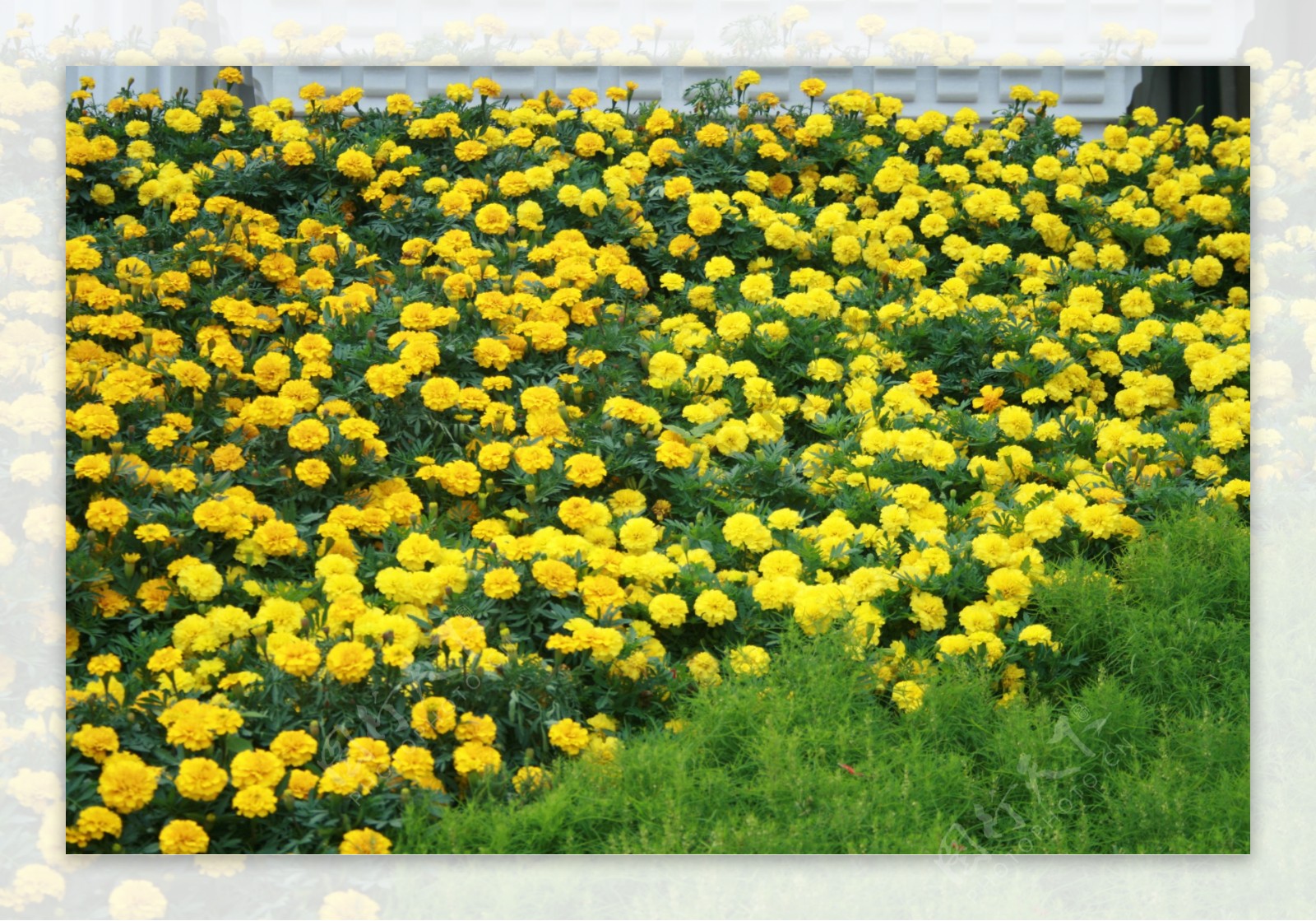 黄色的菊花花海照片