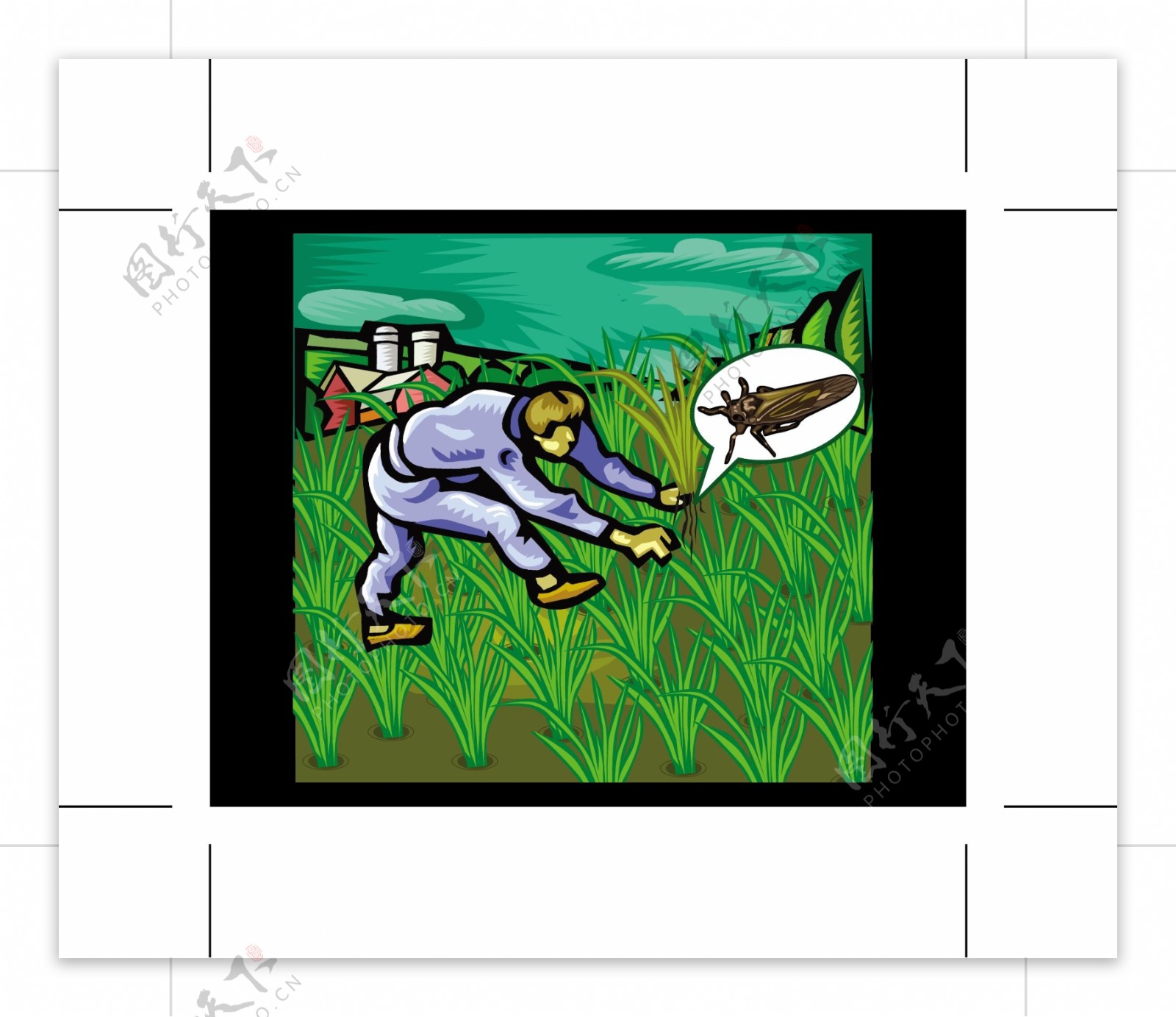 有稻飞虱稻田里的农民图片