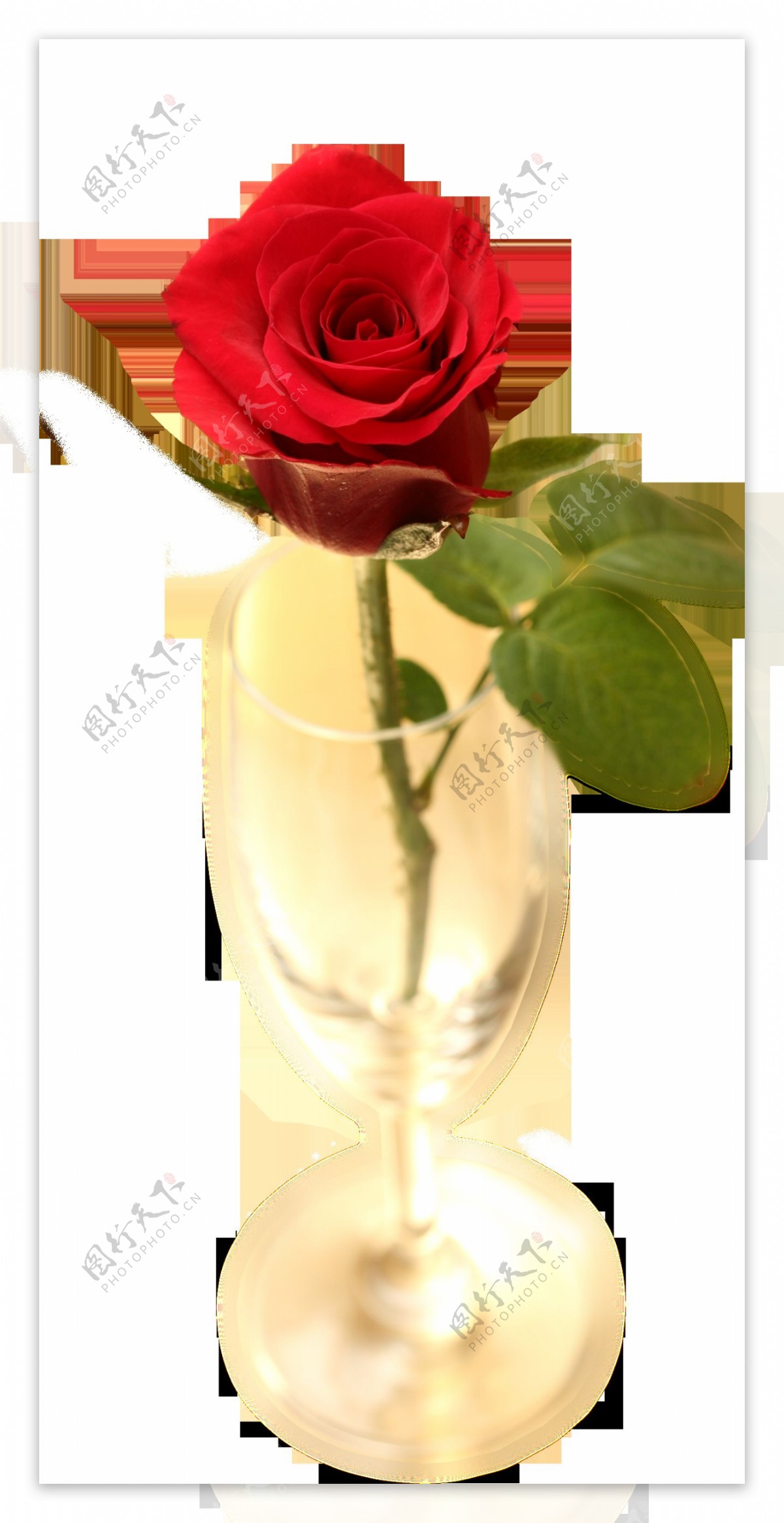 红酒杯里的玫瑰花