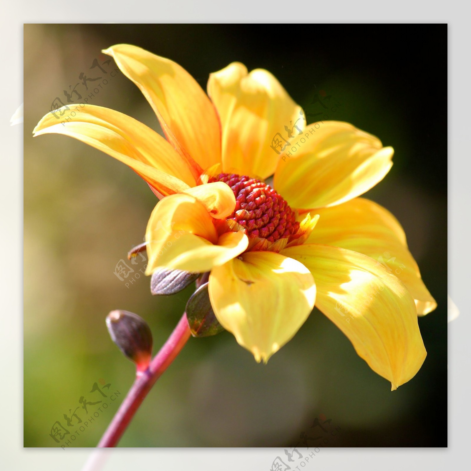 位图植物摄影写实花卉花朵野花免费素材