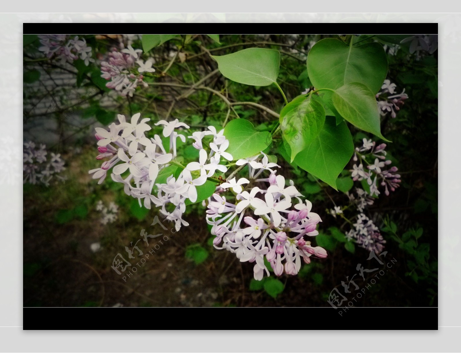 丁香花图片