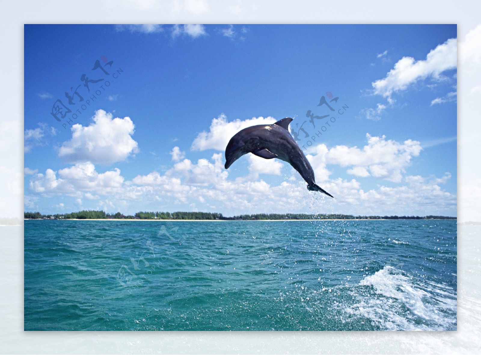 海洋大海碧海海洋生物鲸鱼鲨鱼海豚广告素材大辞典