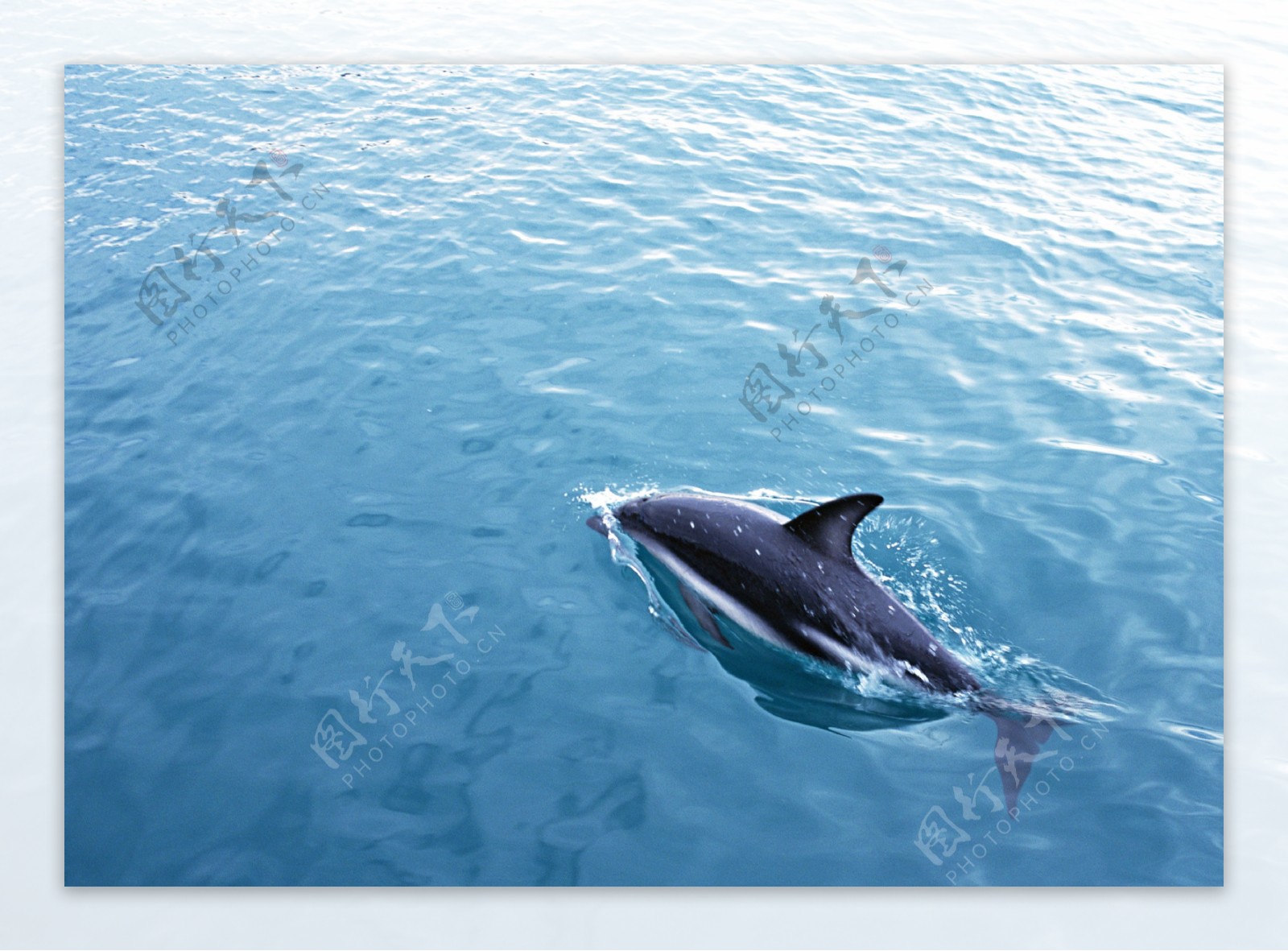 海洋大海碧海海洋生物鲸鱼鲨鱼海豚广告素材大辞典