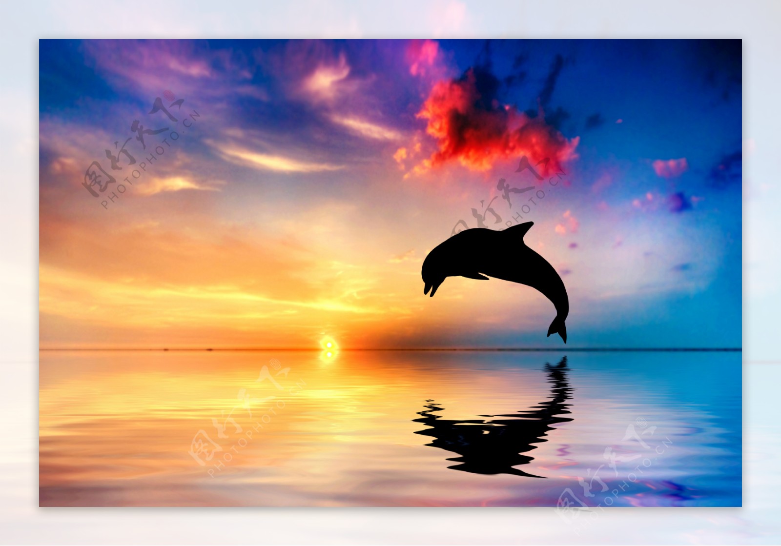 黄昏下海豚越出水面背景