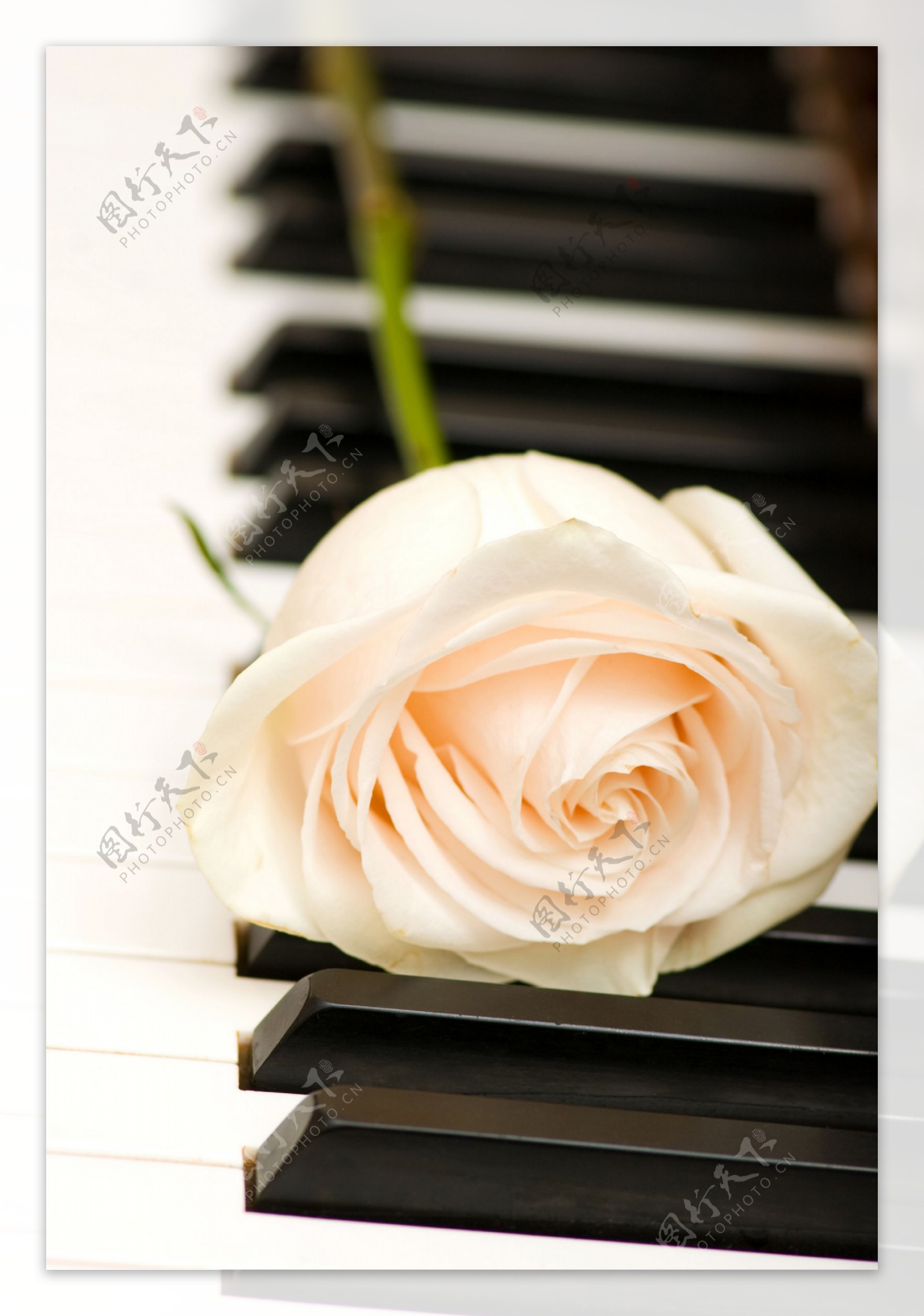 钢琴白玫瑰图片