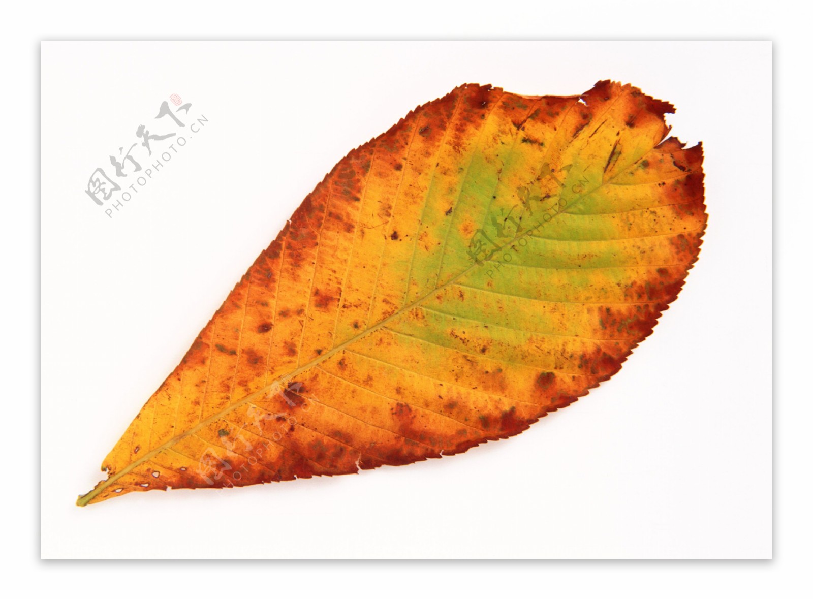 树叶叶子设计图片素材图库下载