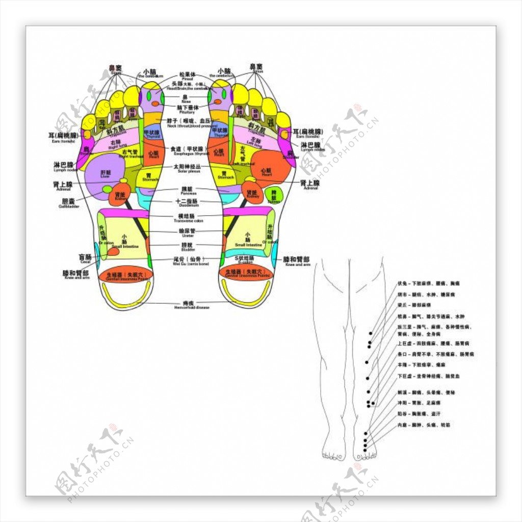 足疗穴位图