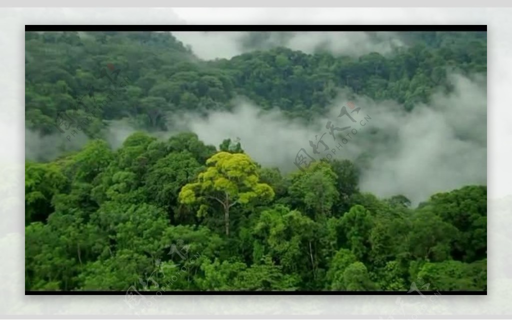 森林云雾弥漫视频素材图片